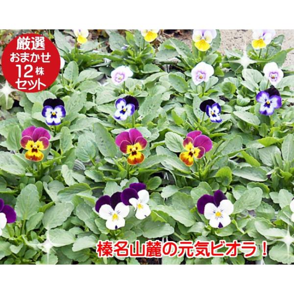 rI c I 12Zbg J[͓X܂