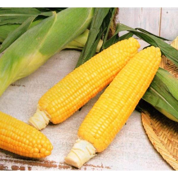 サカタのタネの人気トーモロコシの種です。熟期は90日の中晩生イエロータイプ「気根」がタコ足状に伸びて根を張るため、強風でも倒れにくい「しなび」に強く、穂の先端までしっかりと実が入り「先端不稔」が少ない。秀品率が高い。露地マルチ栽培に向く。耐...
