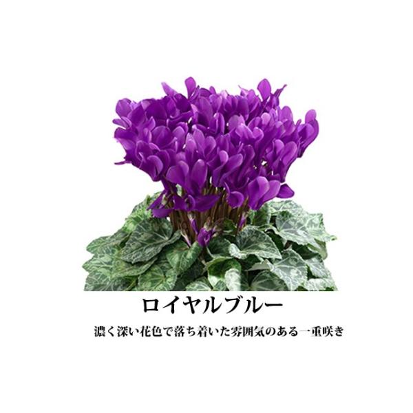 サントリーフラワーズ ブルーシクラメン セレナーディア ロイヤルブルー 4号鉢 Buyee Buyee Japanese Proxy Service Buy From Japan Bot Online