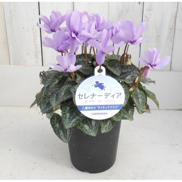 サントリーフラワーズ ブルーシクラメン セレナーディア ライラックフリル 4号鉢 イケダグリーンセンターヤフー店 通販 Yahoo ショッピング