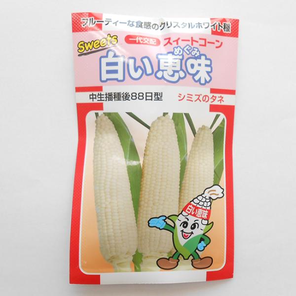 極上の甘み、ボリューム満点の強甘味種2024年1月中旬販売開始予定！今しばらくお待ちください。