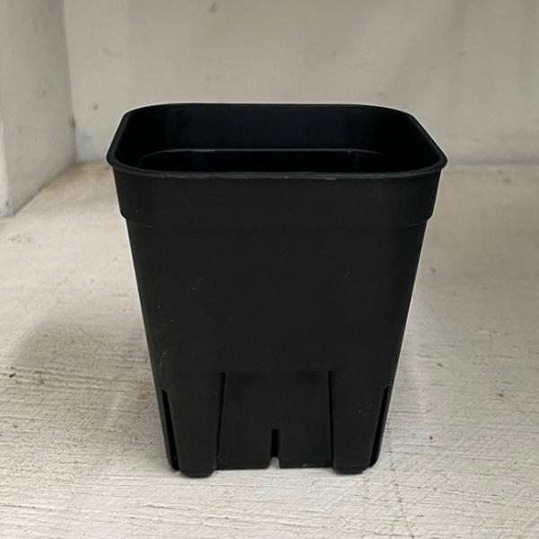 ２株セット チタノタ 「鰐亀」プレステラ75ごと発送 プレステラの新色カラー入荷してます。 75と90の2種の入荷です。 ご