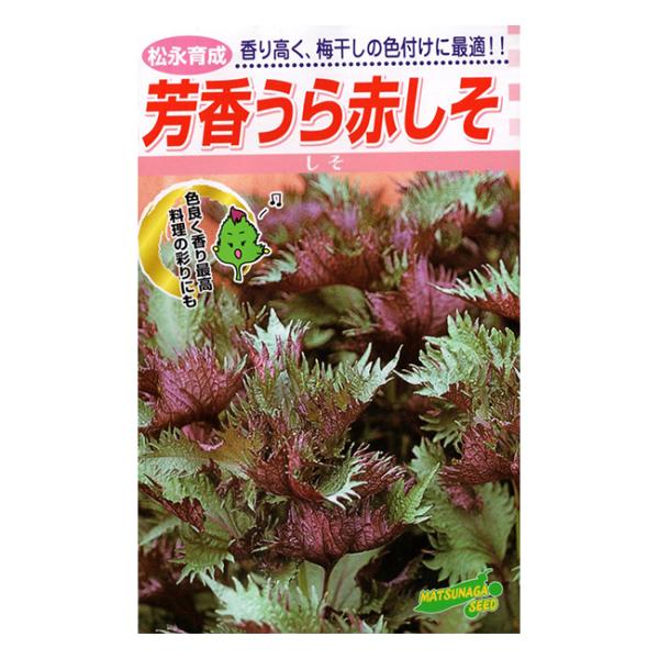日本に古くから利用されてきた赤紫色の品種です。葉が縮れ、芽ジソ、穂ジソはツマや薬味として、葉ジソは梅干しや、しょうが漬けの色づけなど広く利用できます。