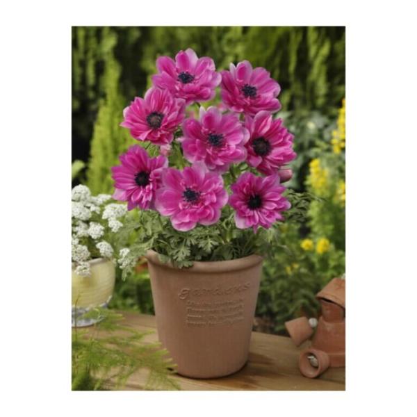 花の大和 アネモネ 球根 八重咲き 桃 35ｍｌ イケダグリーンセンターヤフー店 通販 Yahoo ショッピング