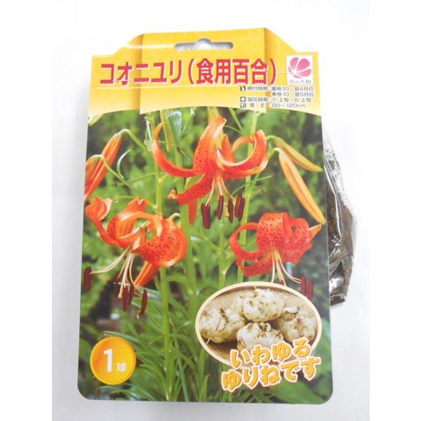 花の大和 ユリ球根 コオニユリ 食用百合 1球 イケダグリーンセンターヤフー店 通販 Yahoo ショッピング