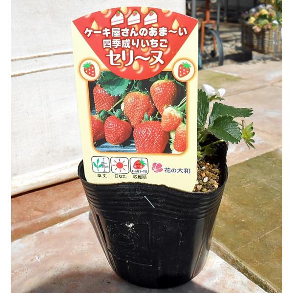 いちご 苗 四季成り性 セリーヌ 3 5号ポット苗 花の大和 イケダグリーンセンターヤフー店 通販 Yahoo ショッピング