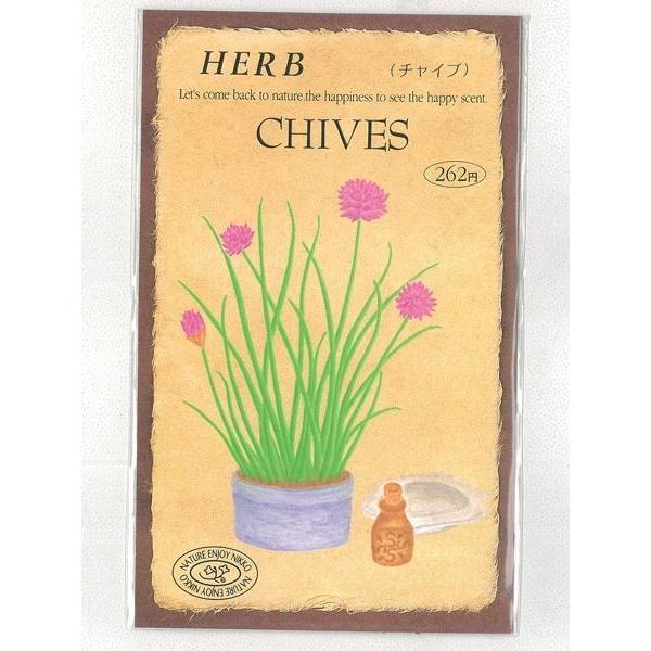 丸くかわいい花が特徴のハーブ