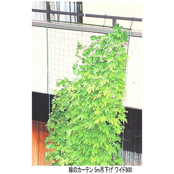 第一ビニール 緑のカーテン 5m吊下げ ワイド800 : イケダグリーン