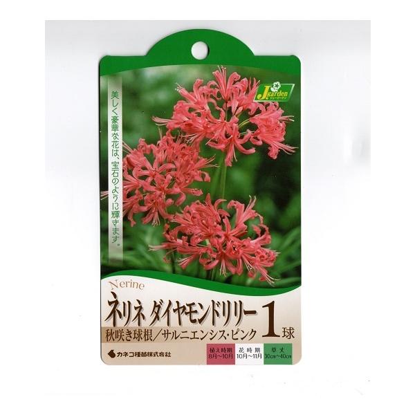 球根 花 ピンクの人気商品 通販 価格比較 価格 Com