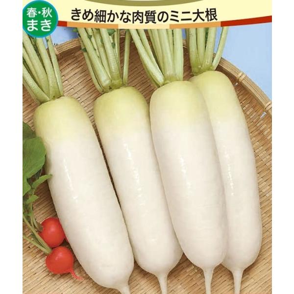 種まきから約４５日で長さ１５〜20ｃｍの使い切りサイズが収穫できます。コンパクトな草姿で密植ができ、プランターでも栽培できます。