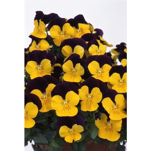 パンジー 苗 よく咲くスミレ スイートポテト 予約 11月中旬以降出荷 P Yoku Sweet01 イケダグリーンセンターヤフー店 通販 Yahoo ショッピング