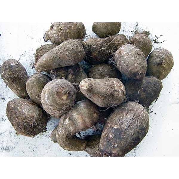 種芋 サトイモ（里芋） 土垂れ 約1kg : イケダグリーンセンター