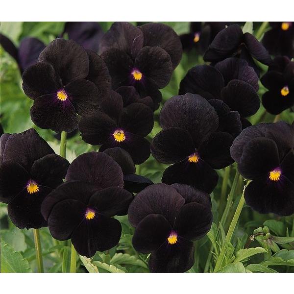 ビオラ ソルベ ブラックデライト 1株 : イケダグリーンセンターヤフー