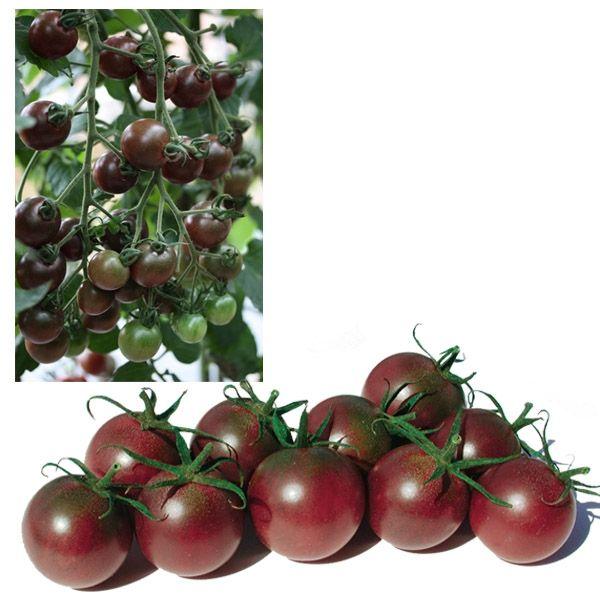 予約販売 野菜の苗 ミニトマト トスカーナバイオレット 実生苗 1株 予約販売 Tomato 47 イケダグリーンセンターヤフー店 通販 Yahoo ショッピング