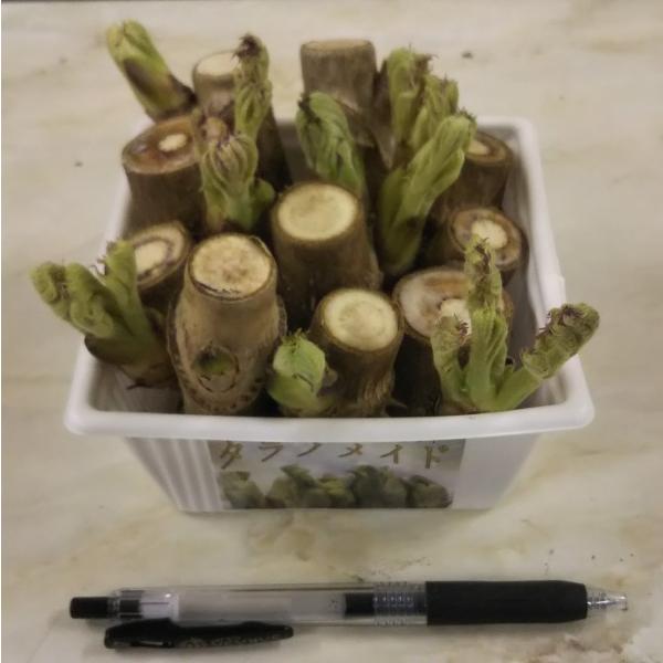 自宅でタラの芽作り タラの芽栽培キット タラノメイド Taranomade Buyee 日本代购平台 产品购物网站大全 Buyee一站式代购 Bot Online