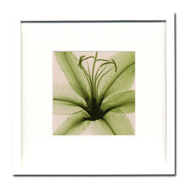 A[gpl Steven N.Meyers XeB[uE}C[Y Lily(small) _  A[gt[ G z t[t |p V ssx