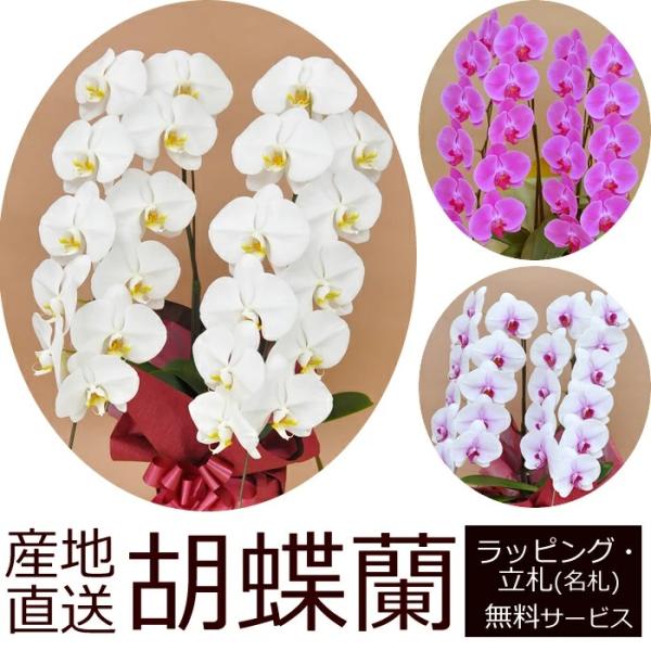 産地直送！胡蝶蘭の鉢植え【2本立て22輪以上】 開店祝い・開業祝い・周忌法要・法人贈答などにおすすめ！お歳暮 お年賀にも【ヤマト運輸でお届け】【画像配信】