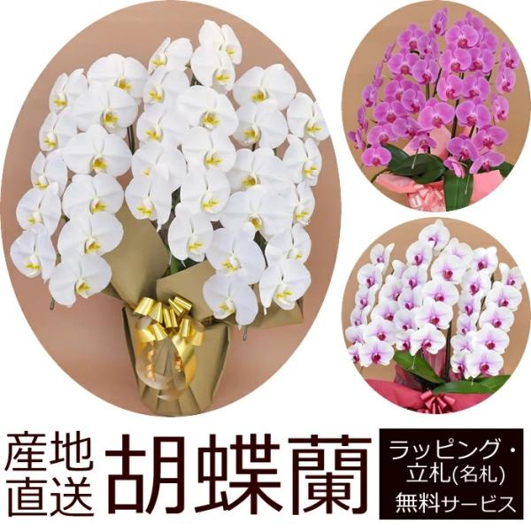 産地直送！胡蝶蘭の鉢植え【3本立て33輪以上】 開店祝い・開業祝い・周忌法要・法人贈答などにおすすめ！お歳暮 お年賀にも【ヤマト運輸でお届け】【画像配信】