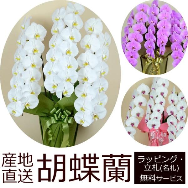 産地直送！胡蝶蘭の鉢植え【3本立て39輪以上】 開店祝い・開業祝い・周忌法要・法人贈答などにおすすめ！お歳暮 お年賀にも【ヤマト運輸でお届け】【画像配信】