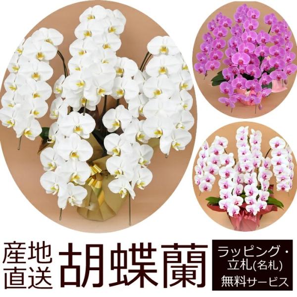 産地直送！胡蝶蘭の鉢植え【5本立て55輪以上】 開店祝い・開業祝い・周忌法要・法人贈答などにおすすめ！お歳暮 お年賀にも【ヤマト運輸でお届け】【画像配信】