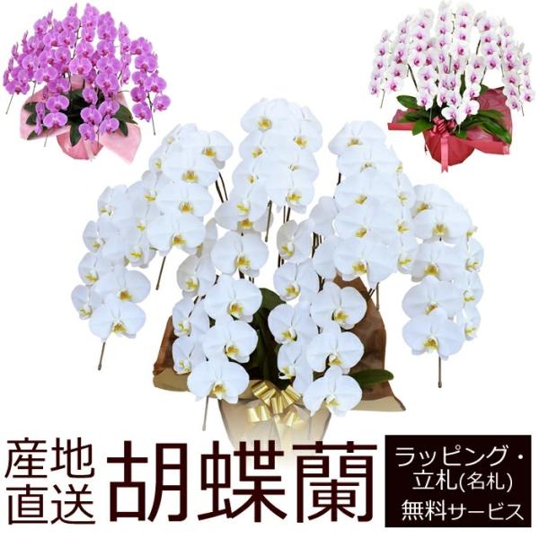 産地直送！胡蝶蘭の鉢植え【7本立て63輪以上】 開店祝い・開業祝い・周忌法要・法人贈答などにおすすめ！お歳暮 お年賀にも【佐川急便でお届け】【画像配信】