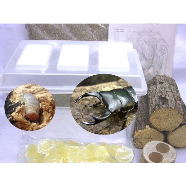 オオクワガタ飼育セット　ビギナーズセットＡ７０　セット内容●国産オオクワガタ成虫ペア　（オオクワガタ　オス大型（7センチ以上）　オオクワガタメス大型（4.5センチ以上）●国産オオクワガタ幼虫2匹 （菌糸ボトル投入済み/雌雄判別ありません）●...