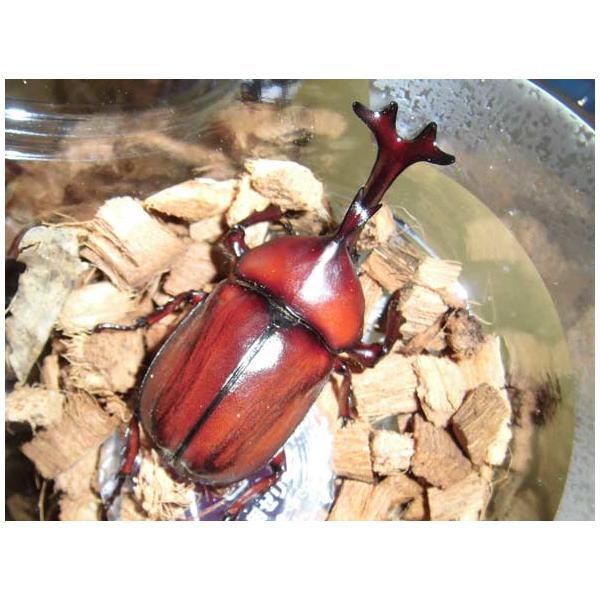 カブトムシさん専用 哀川翔アニキのカブトムシ カップル : モンスターYahoo!店