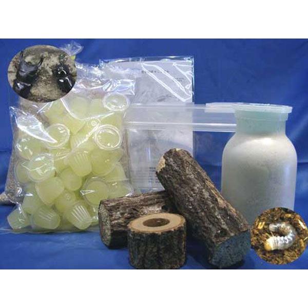 オオクワガタ飼育セット　ビギナーズセットＢ５０　セット内容●国産オオクワガタ成虫ペア　（オオクワガタ　オス（5センチ以上）　オオクワガタメス大型（3センチ以上）●国産オオクワガタ幼虫1匹 （菌糸ボトル投入済み/雌雄判別ありません）●飼育ケー...