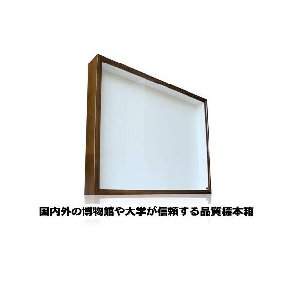 バードウィング製 ドイツ型標本箱 大型BW80 【茶色】507mm×418mm×80mm大型・厚型BW80は高さのある昆虫(ヘラクレスオオカブトやネプチューンオオカブト、コーカサス、タテヅノカブト類など)大切な標本を末永く保管するには、標本...