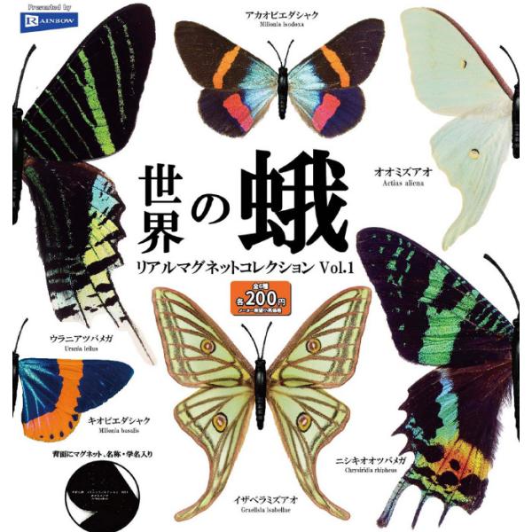 くなりみい　世界の蛾標本セット Yahoo!オークション - 日本/世界のチョウ・蛾セット 外国産蝶類