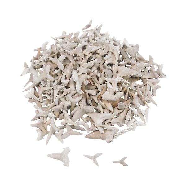 標本 理科 実験 実習用化石標本 サメの歯 : いくるんYahoo