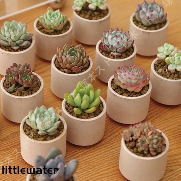 多肉植木鉢花柄2点セット✳︎テラコッタポット　プランター観葉植物 ilikostore_yysty1006t-1626