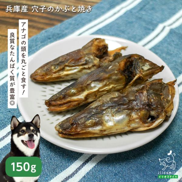 犬 おやつ 無添加 国産 兵庫産 穴子のかぶと焼き 50g / あなご アナゴ 魚 魚頭 爆買 ｜ イリオスマイル iliosmile