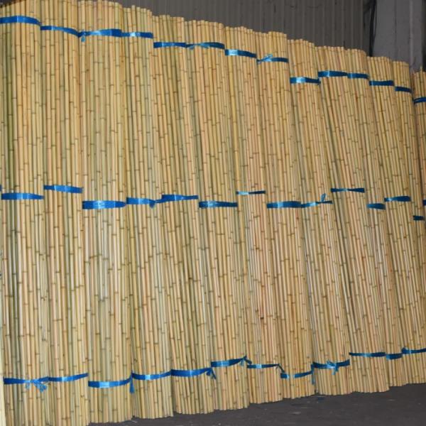 白竹60ﾊﾟｲ 4メートル　1本　2,500円　45本あります 白竹60ﾊﾟｲ 4メートル 1本 2,500円 45本あります