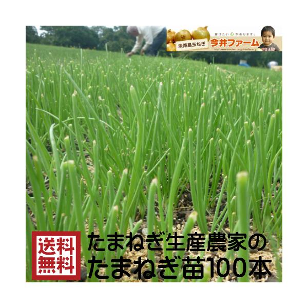 予約商品) たまねぎ苗 淡路島産 100本 早生品種レクスタ− 玉葱苗