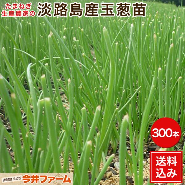 (予約商品) たまねぎ苗 淡路島産 300本 早生品種レクスタ− 玉葱苗 たまねぎ苗 ＃玉ねぎ苗３００本レクスタ−＃玉葱苗　たまねぎ苗