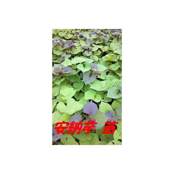 ߘa8Nx؂c@[c@PO{ ؂c@܂c Tc}C