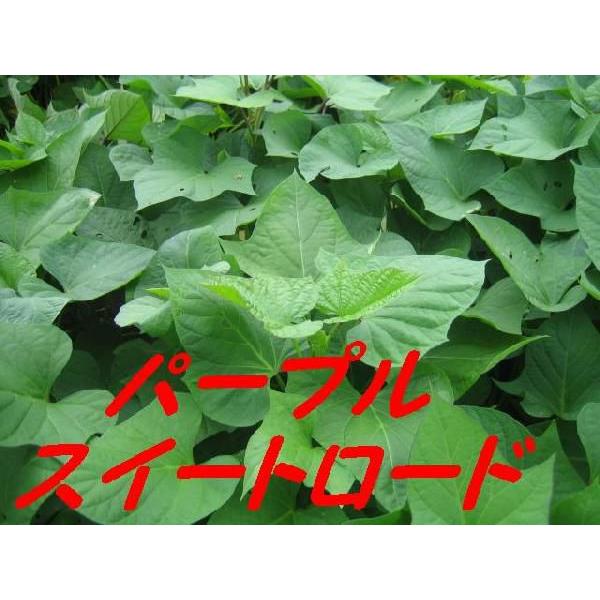 令和5年予約受付中 パープルスイートロード 登録品種pvp １０本 切り苗 甘い紫芋 さつまいも苗 サツマイモ苗 N 008 みやびファーム 通販 Yahoo ショッピング