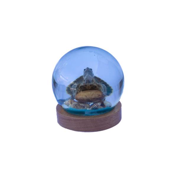 商品名: 本物のグリーンタートル ロックテーブル装飾 木製台座 デスクやカウンターに 樹脂ボール付き 木製ベース付き テーブルデスクトップ ホーム/オフィス/デスクトップ 本棚 クリスマス 誕生日 ウェディングギフト Real Green ...