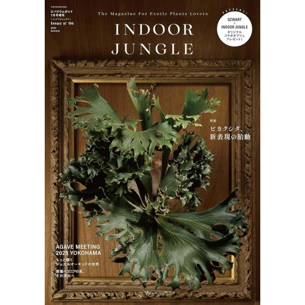 ☆ラスト☆【新品・未開封】インドアジャングル No.02 4月号増刊　ビカクシダ ビカクシダ 特集「インドアジャングル No.02-ビバリウムガイド4