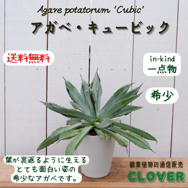 アガベ キュービック 5号 多肉植物 希少 Buyee Buyee Japanese Proxy Service Buy From Japan Bot Online
