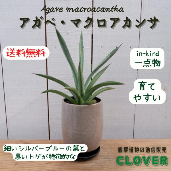 アガベ マクロアカンサ 鉢付き アガベ マクロアカンサ 陶器鉢 多肉植物 希少 観葉植物 現品