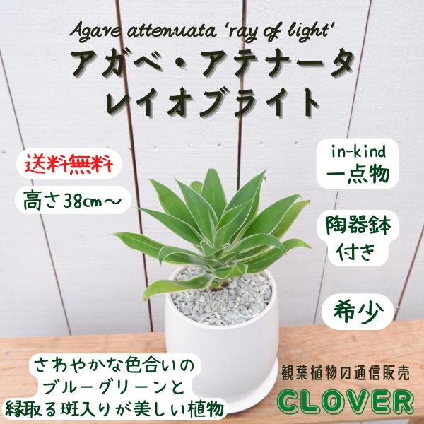 アガベ アテナータ 白覆輪 レイオブライト レア 希少 観葉植物 アガベ アテナータ 白覆輪 レイオブライト レア 希少 観葉植物