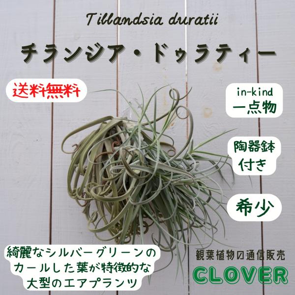 ina-clover_airplants2 ina-clover_airplants2