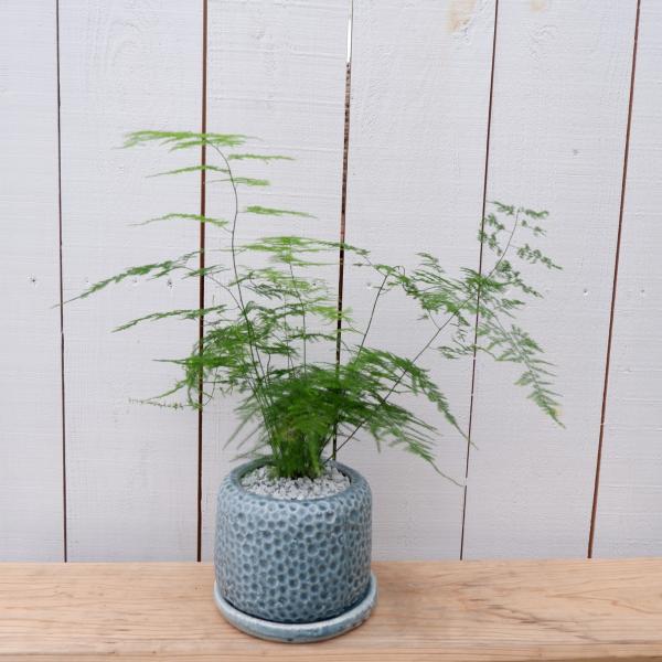 アスパラガスの育て方 みんな探してる人気モノ アスパラガスの育て方 ドリンク 水 お酒