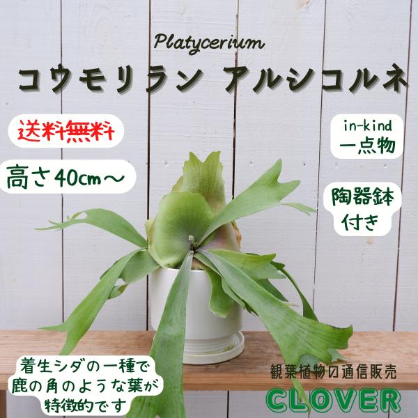 ina-clover_koumorirann18