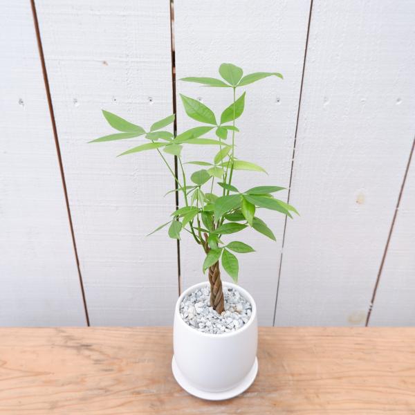 パキラ カイエンナッツ 発財樹 陶器付き 現品限り 観葉植物 お祝い Pakira7 観葉植物の通信販売クローバー 通販 Yahoo ショッピング