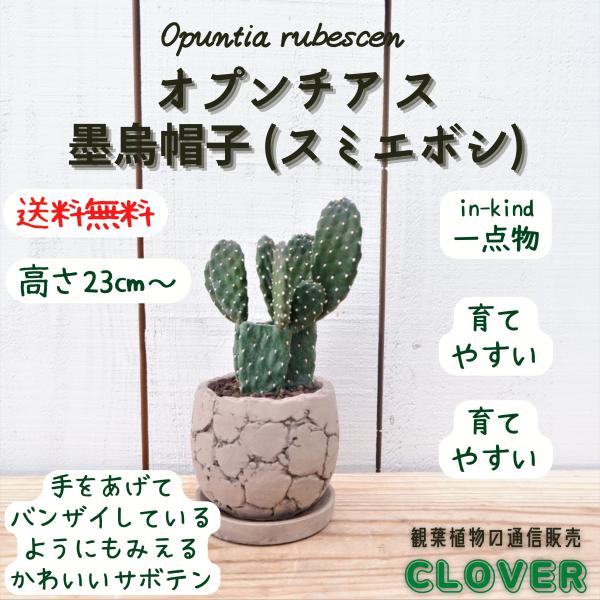 ina-clover_sabotenn72