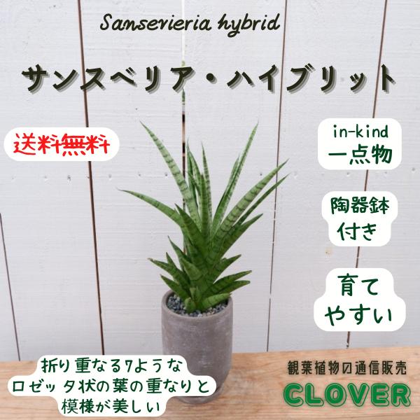 サンスベリア・ハイブリット サンセベリア 陶器鉢 観葉植物 現品
