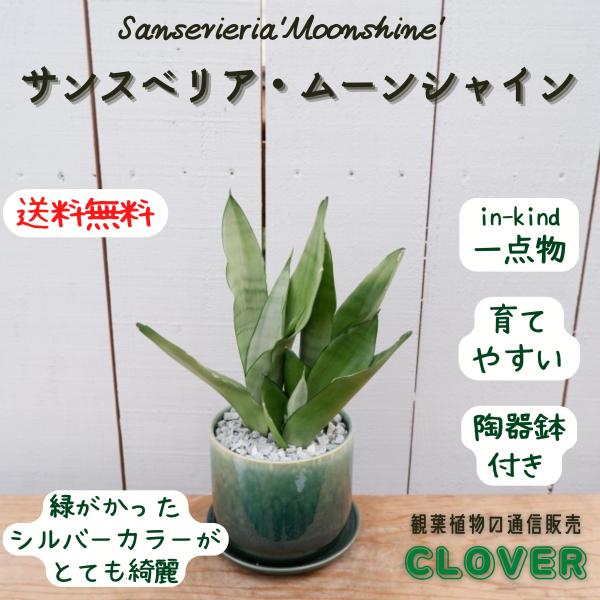 ina-clover_sannsuberia45